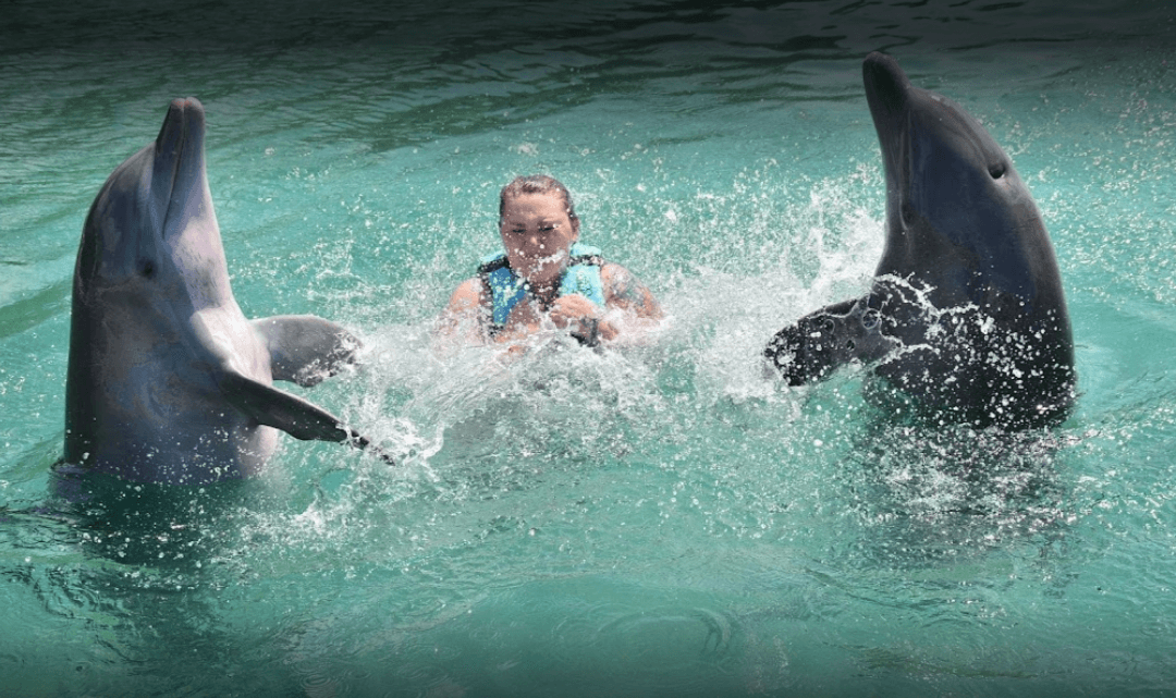 Swim with Dolphins in Dolphin Cove